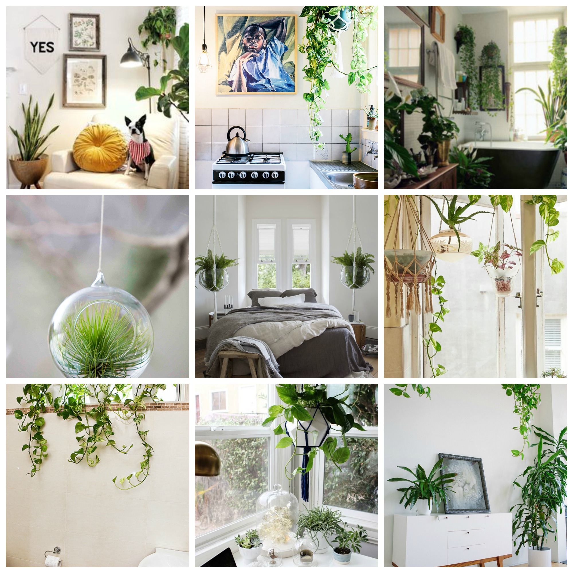 The Perfect Way To Hang Indoor Plants