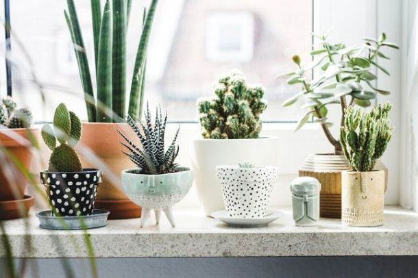 Gorgeous ways to Decorate your Home with Plants